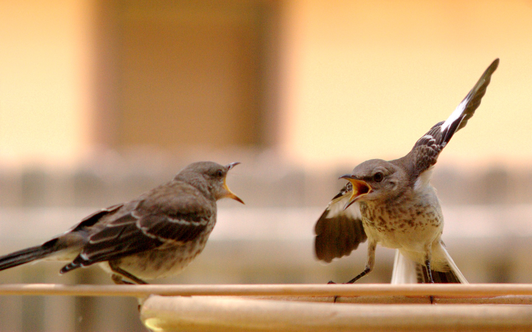 Mocking Bird Argument